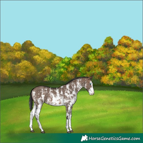 Horse Color:Brown Dun Sabino Splash 