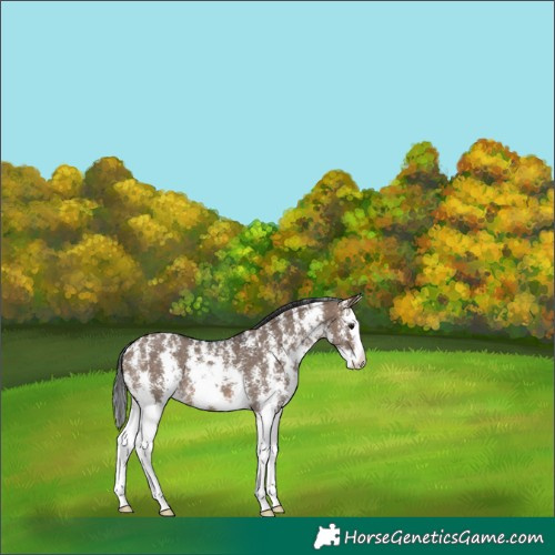 Horse Color:Brown Dun Sabino Splash 