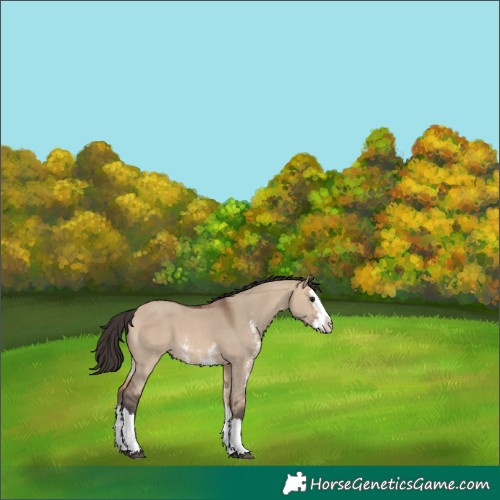 Horse Color:Bay Dun Sabino Splash