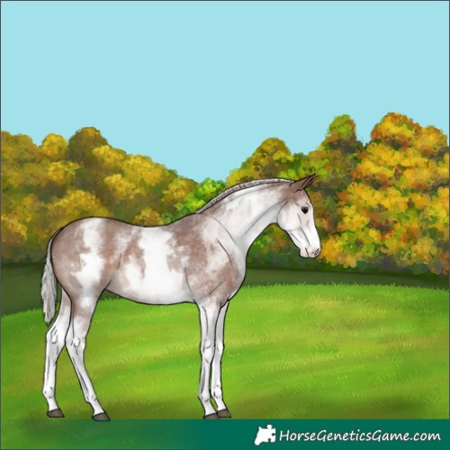 Horse Color:White Spotted Silver Black Sabino 