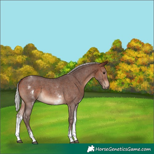 Horse Color:White Spotted Silver Brown Sabino 