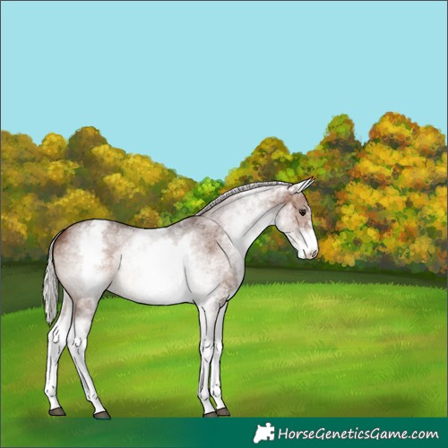 Horse Color:White Spotted Silver Brown Sabino 