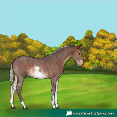 Horse Color:White Spotted Silver Brown Sabino 