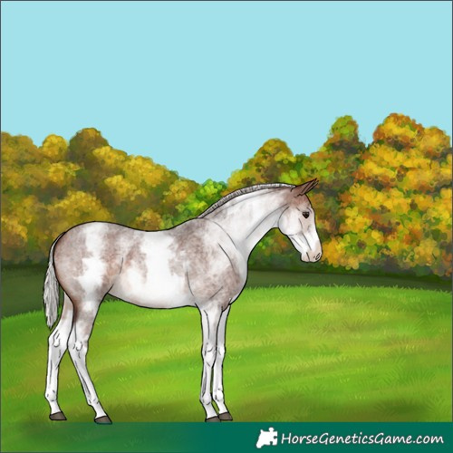 Horse Color:White Spotted Silver Brown Roan 