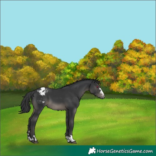 Horse Color:Black Appaloosa 