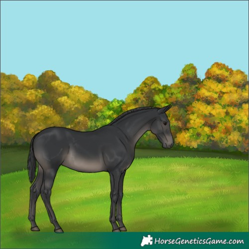 Horse Color:Black 