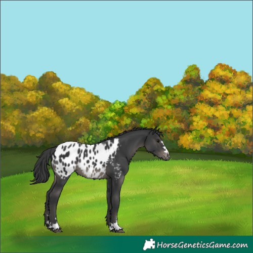 Horse Color:Black Appaloosa 