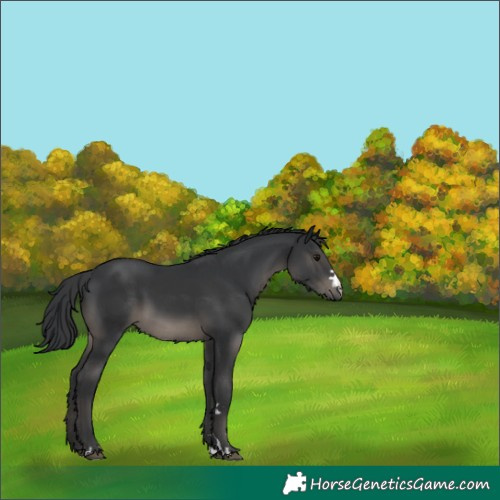 Horse Color:Black 