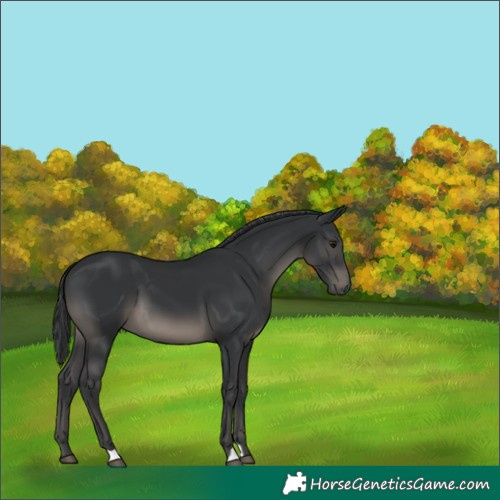 Horse Color:Black 