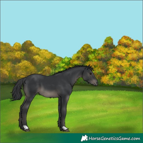 Horse Color:Black 