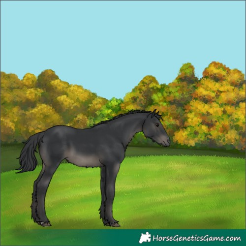 Horse Color:Black 