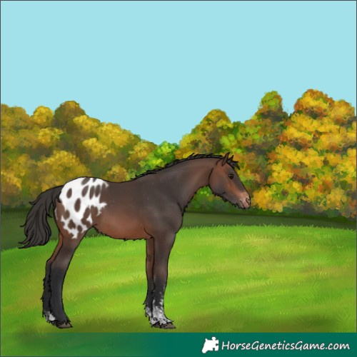 Horse Color:Brown Sabino Appaloosa