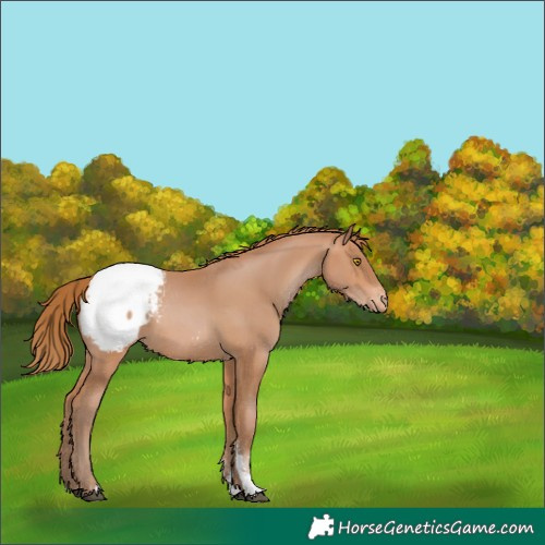 Horse Color:Brown Pearl Sabino Appaloosa 