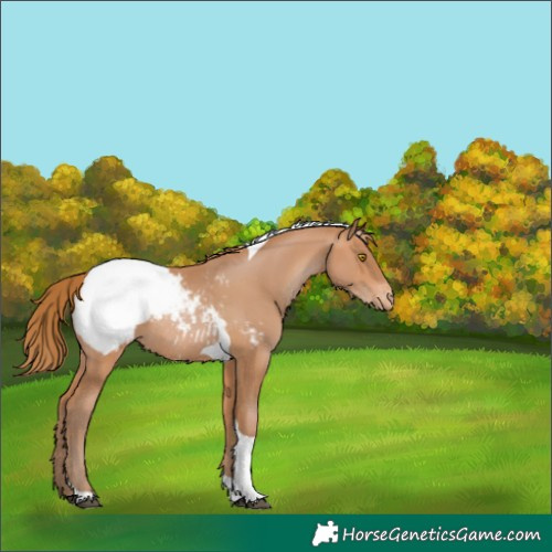 Horse Color:Brown Pearl Tobiano Snowcap 