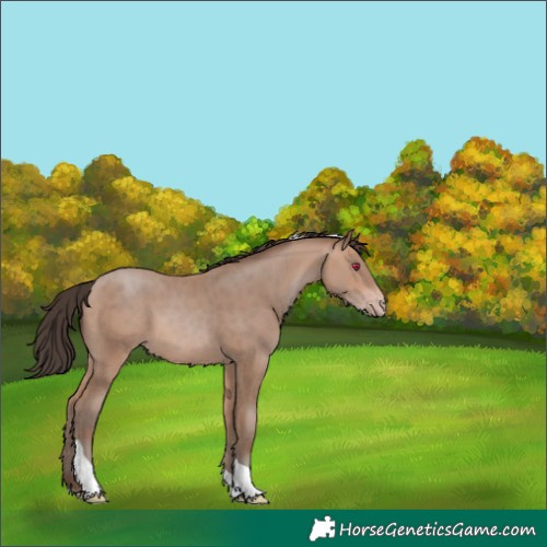 Horse Color:Sable Champagne Tobiano 