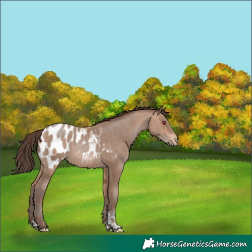Horse Color:Sable Champagne Sabino Blanket 