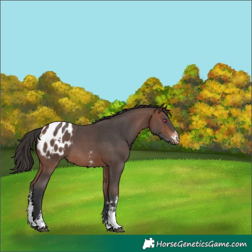 Horse Color:Brown Sabino Appaloosa 