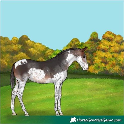 Horse Color:Brown Splash Tobiano Rabicano 