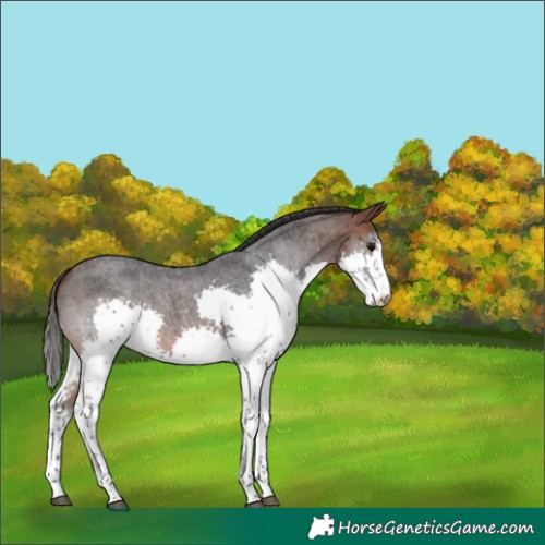 Horse Color:Brown Roan Sabino Splash Rabicano 