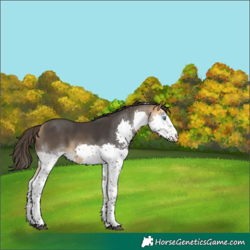 Horse Color:Buckskin Splash Tobiano Rabicano 