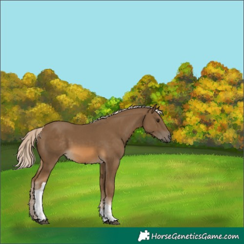 Horse Color:Chocolate Palomino Tobiano Rabicano