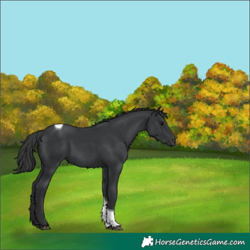 Horse Color:Black Tobiano Rabicano 
