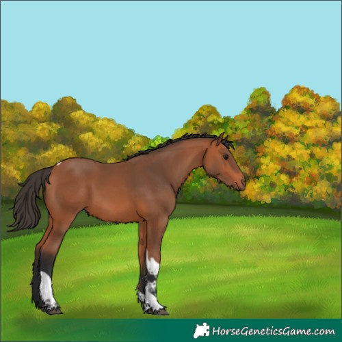 Horse Color:Unknown 