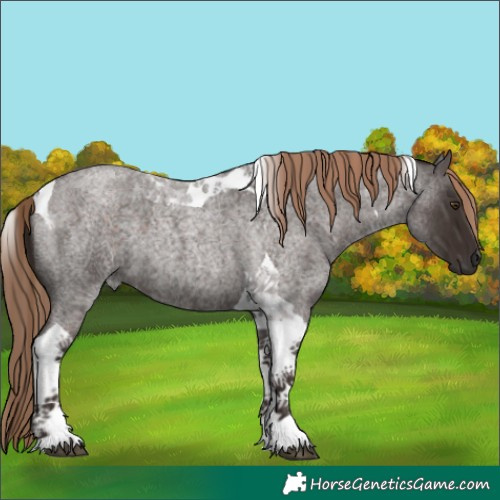 Horse Color:Liver Red Roan Tobiano 