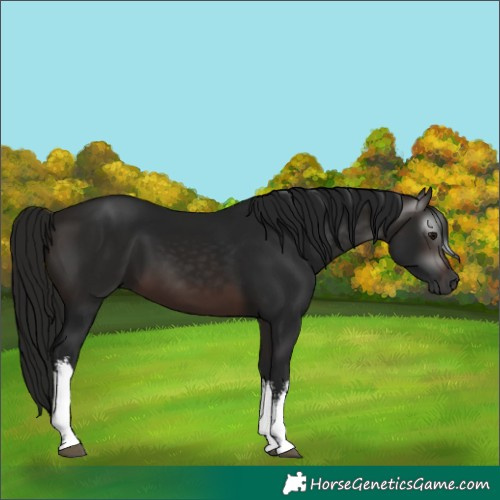 Horse Color:Gray White Spotted Bay