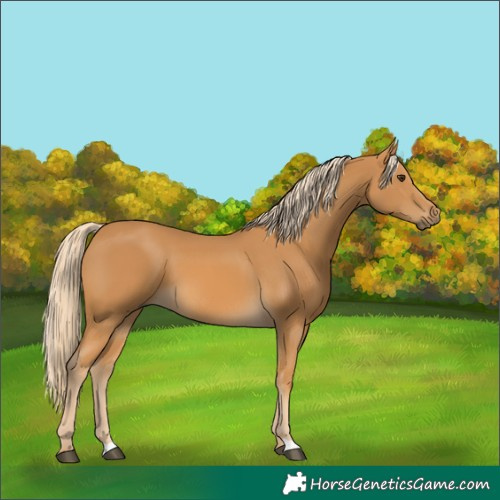 Horse Color:Palomino 