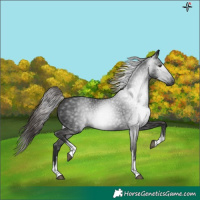 Horse Color:Gray White Spotted Liver Chestnut