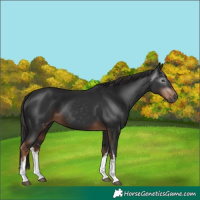 Horse Color:Gray White Spotted Liver Chestnut