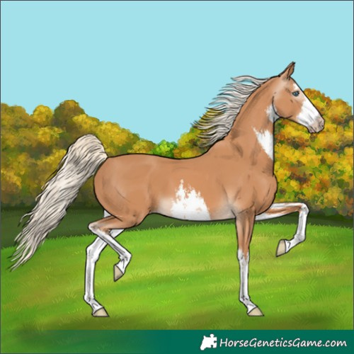 Horse Color:Gray White Spotted Cremello 