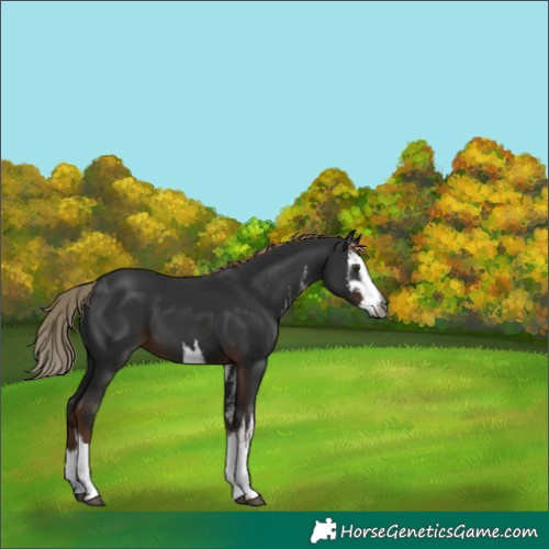 Horse Color:Gray White Spotted Liver Chestnut 