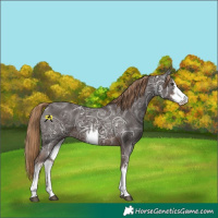 Horse Color:White Spotted Liver Chestnut Ice