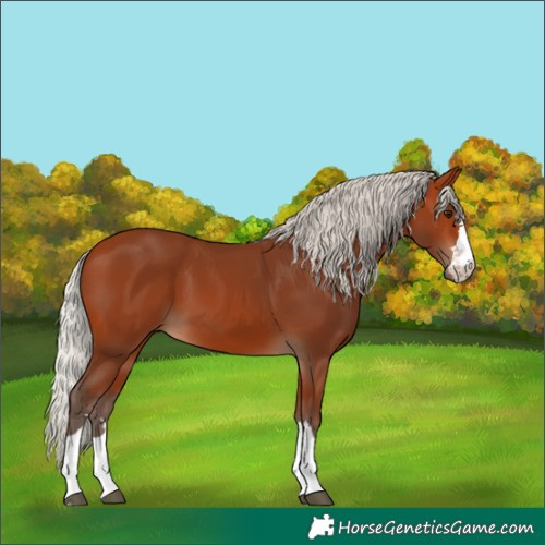 Horse Color:Silver Bay 