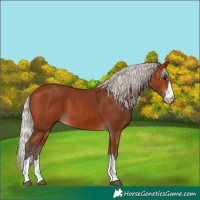 Horse Color:Silver Bay 