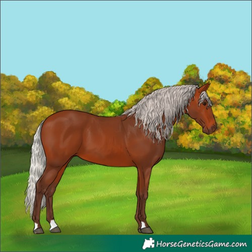 Horse Color:Silver Bay 