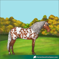 Horse Color:Silver Bay Appaloosa 