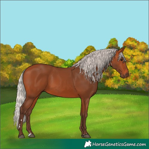 Horse Color:Silver Bay 