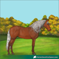 Horse Color:Silver Bay 