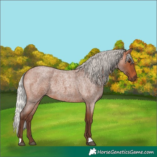 Horse Color:Silver Bay Roan 