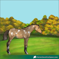 Horse Color:White Spotted Buckskin Dun