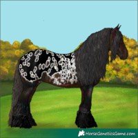 Horse Color:Midnight Bay Ice Appaloosa 