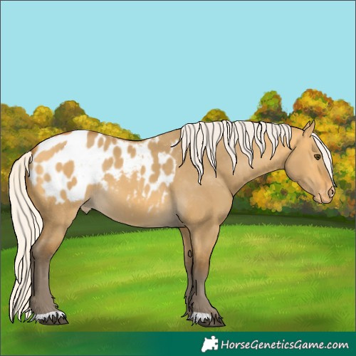 Horse Color:Silver Buckskin Dun Appaloosa 