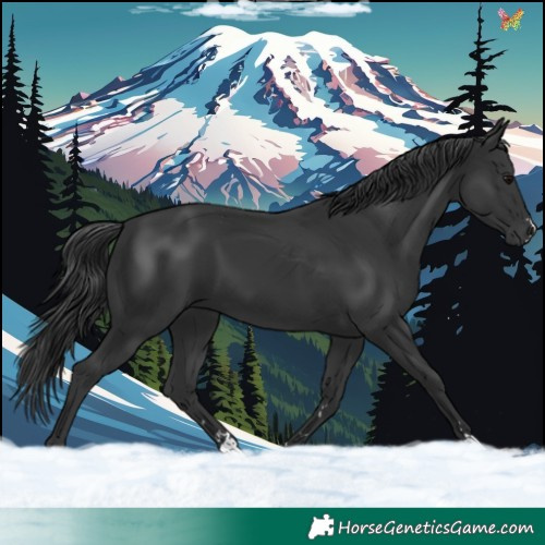 Horse Color:Black 