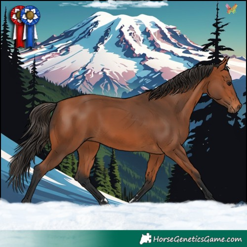 Horse Color:Bay 