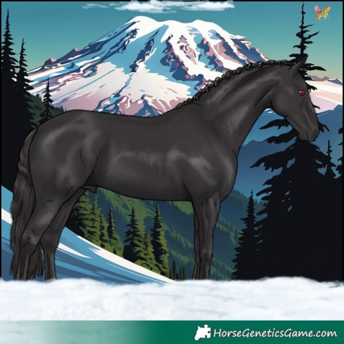 Horse Color:Smoky Black 