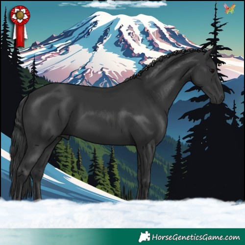 Horse Color:Black 