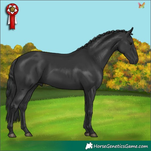 Horse Color:Black 
